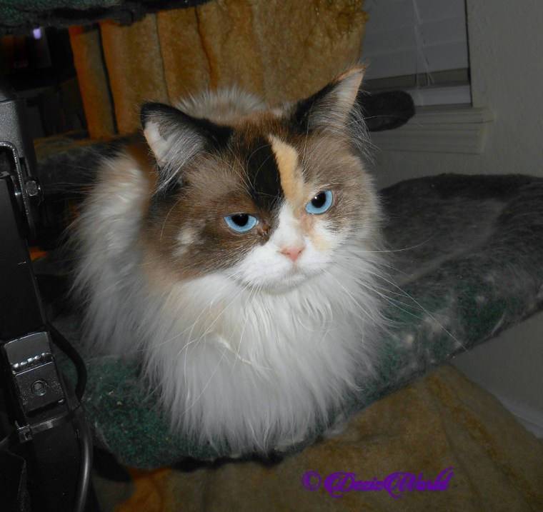Raena lays on cat tree selfie