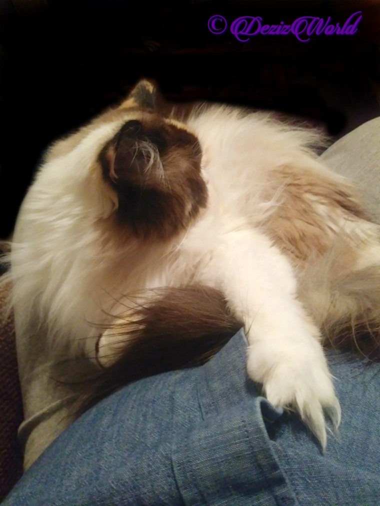 Raena hugs mommy while sleeping on her lap