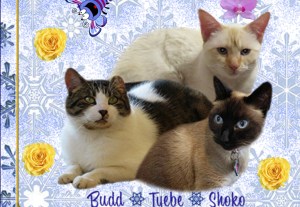 Shoko, Tyebe and Budd
