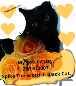 Spike the Scottish black cat