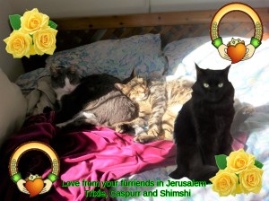 Trixie, Caspurr, Shimshi