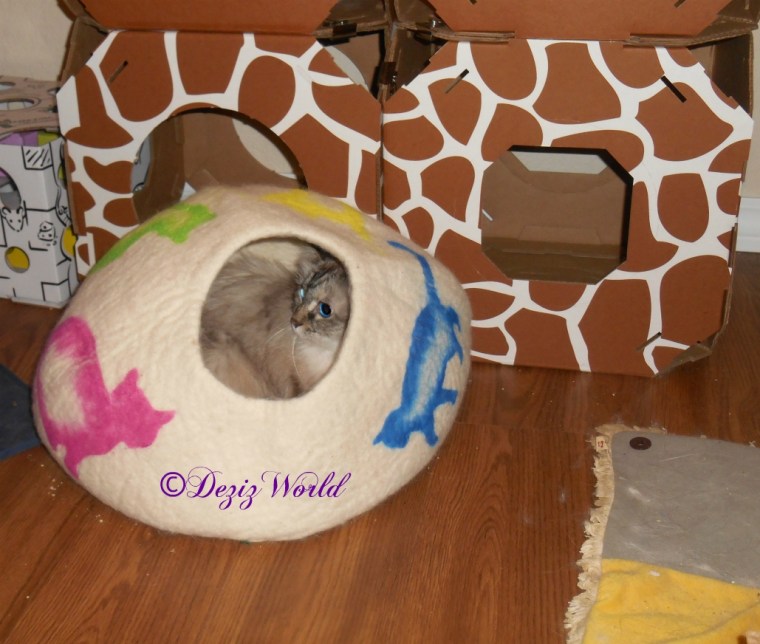 Dezi lays in the cat cave