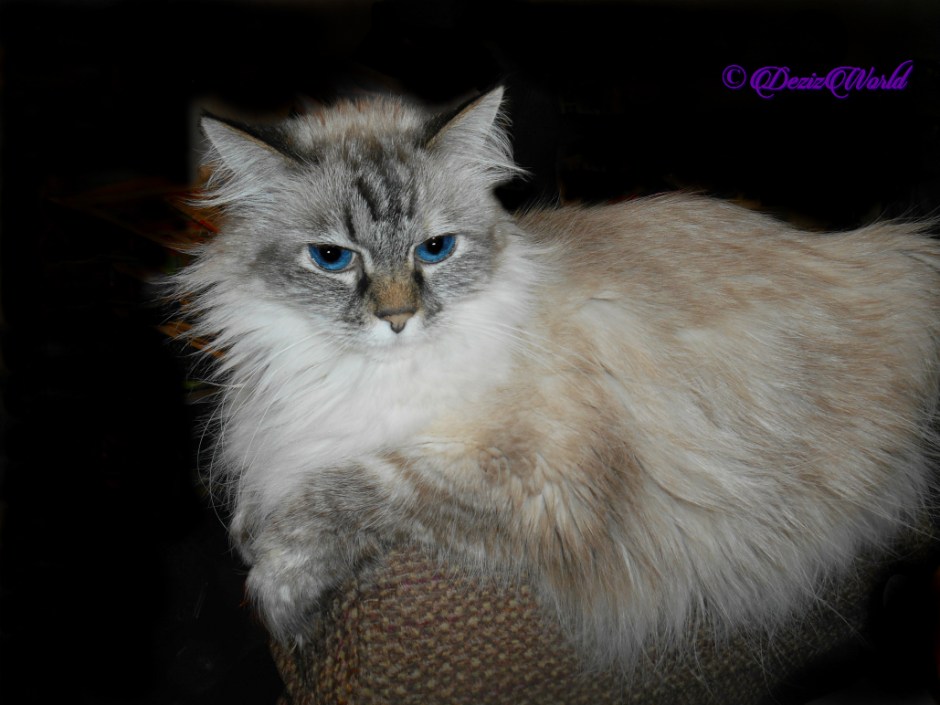 Dezi lays on chair arm, selfie