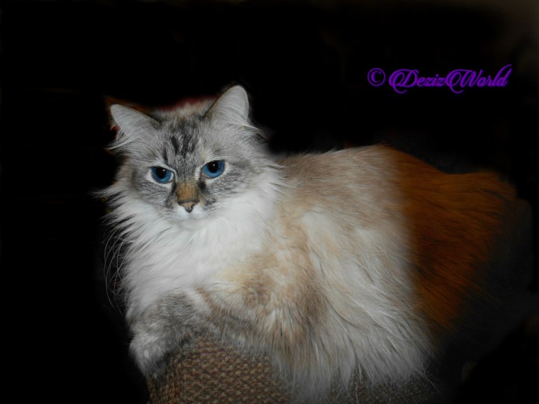 Dezi lays on chair arm