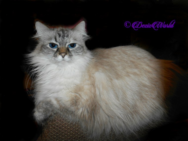 Dezi lays on chair arm, selfie