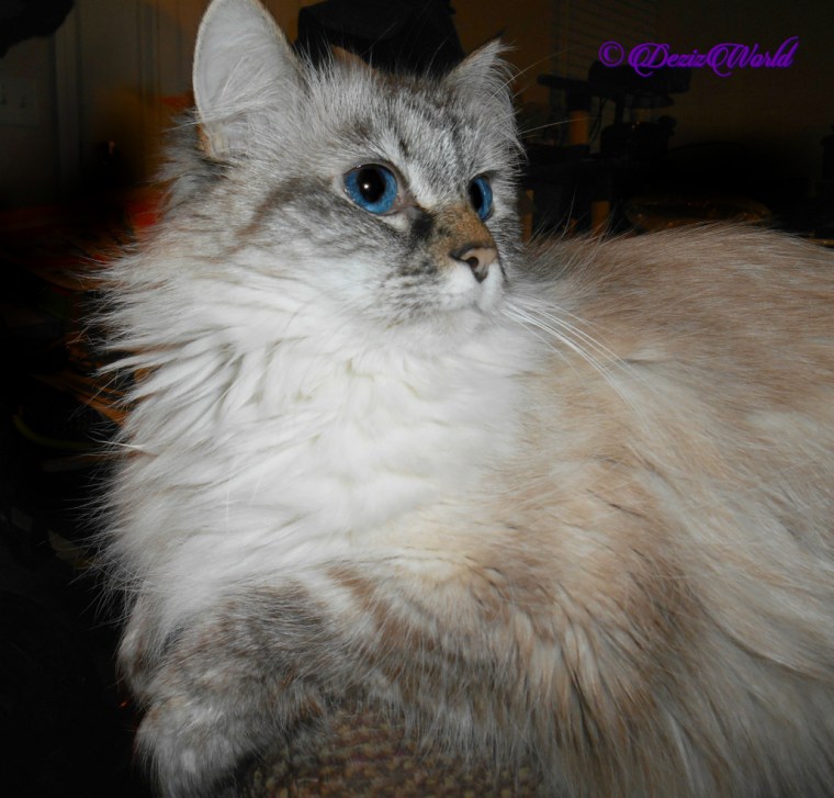 Dezi looks back while laying on the chair arm