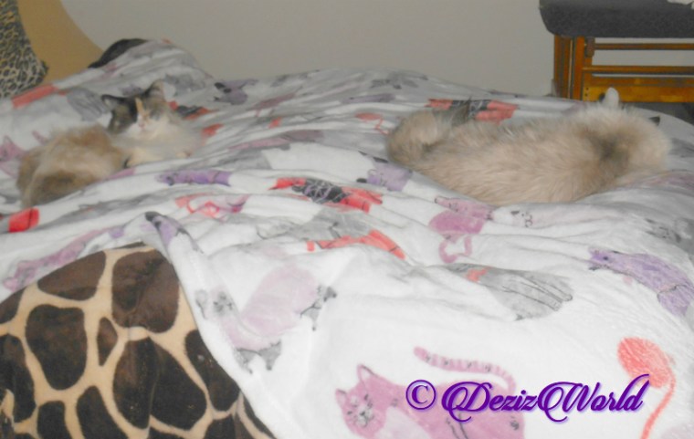 Dezi and Raena sleep on bed