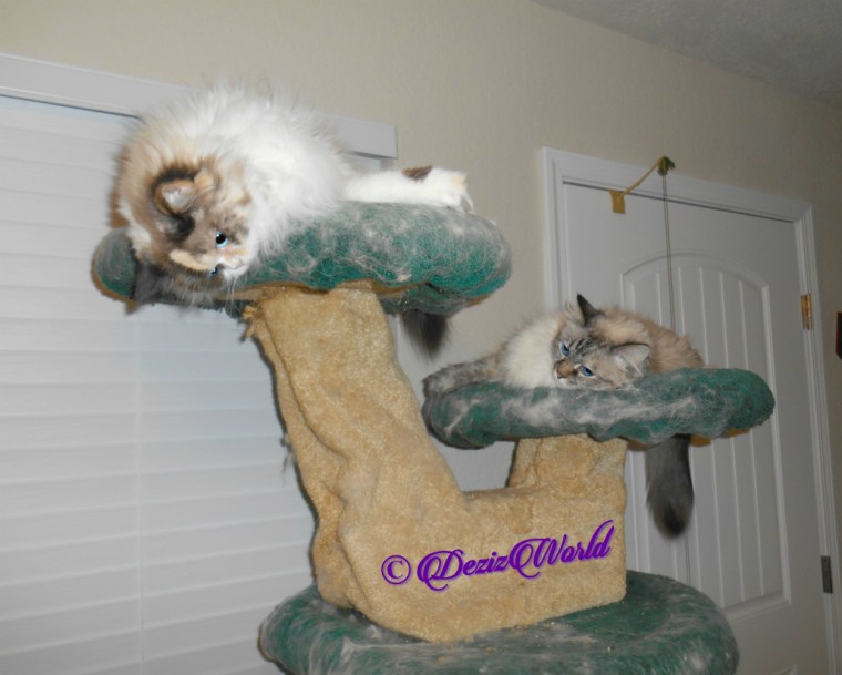 Raena and Dezi top the liberty cat tree 