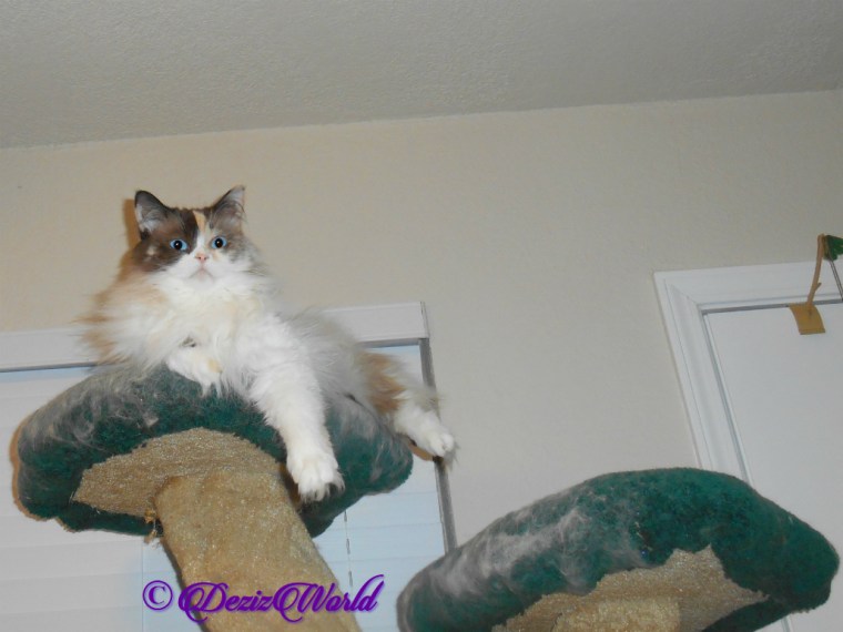 Raena lays atop cat tree