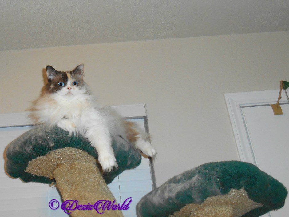 Raena lays atop cat tree