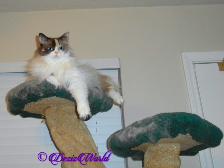 Raena lays atop the cat tree