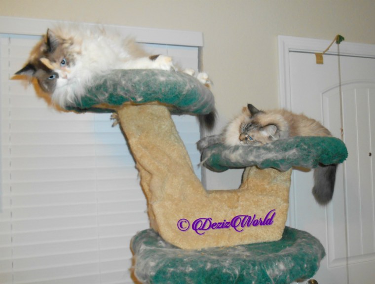 Raena and Dezi lay atop the liberty cat tree