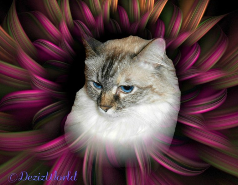 Dezi in abstract flower frame