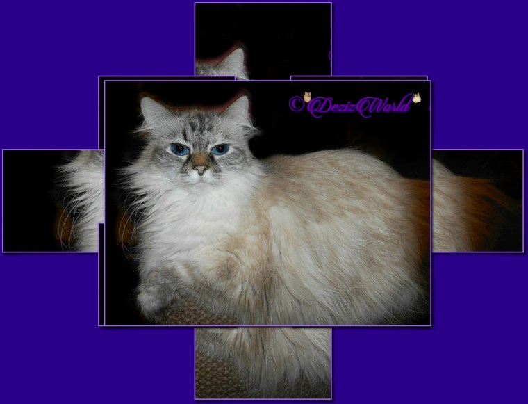 Dezi in 3D retro diamond frame