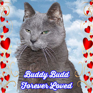 Buddy Budd Forever Badge