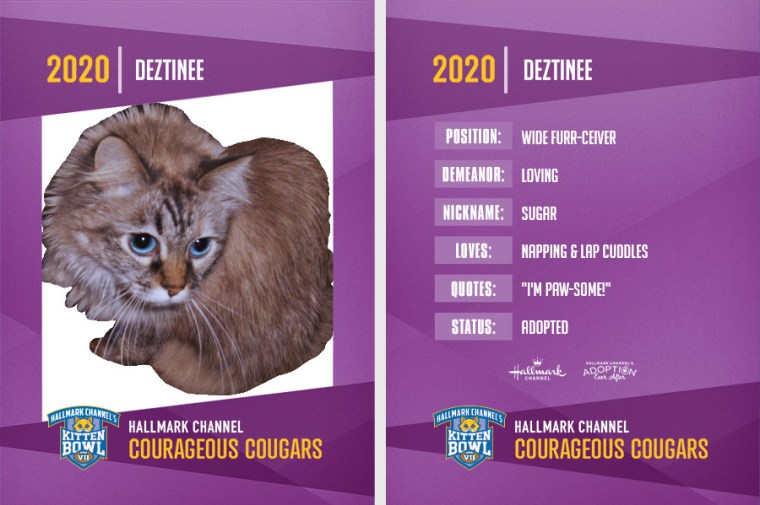 Dezi, 2020 kitten bowl trading card