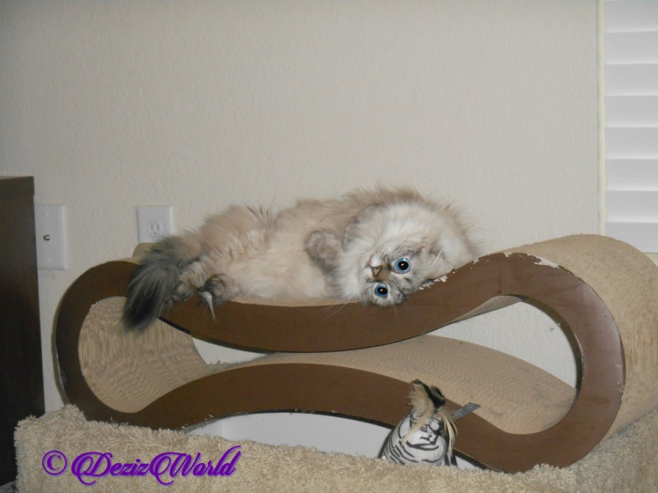 Dezi lays cute on scratcher
