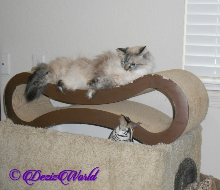Dezi lays on scratcher