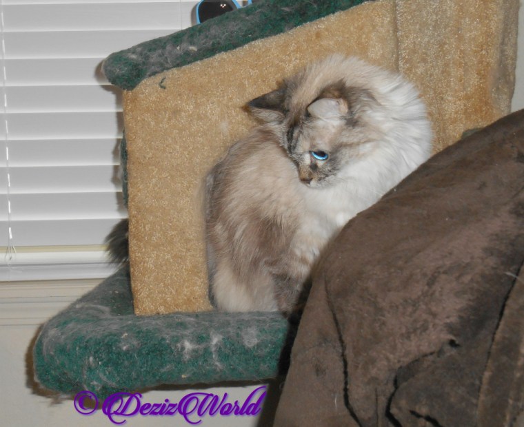 Dezi sits on cat tree looking down
