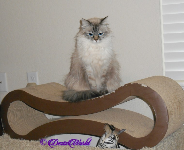 Dezi sits pretty on cat scratcher