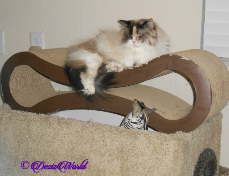 Raena lays on cat scratcher