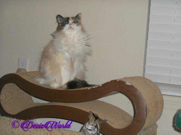 Raena sits on scratcher looking up