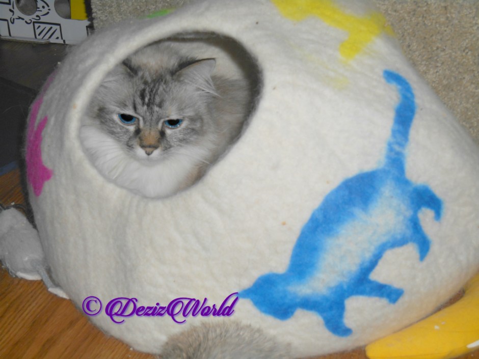 Dezi lays in cat cave, selfie