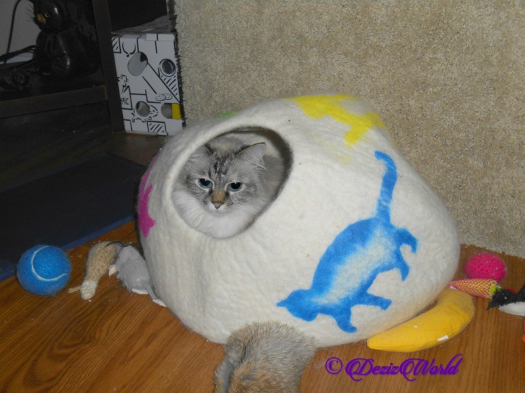 Dezi lays in cat cave