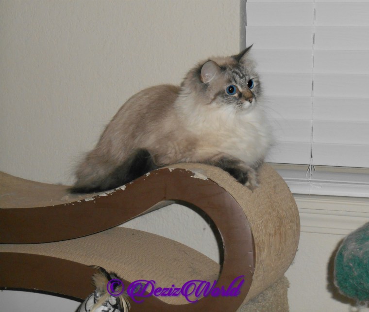 Dezi lays on end of scratcher