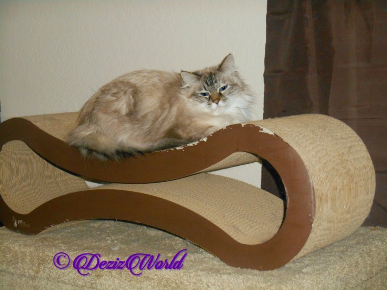 Dezi lays on scratcher , selfie