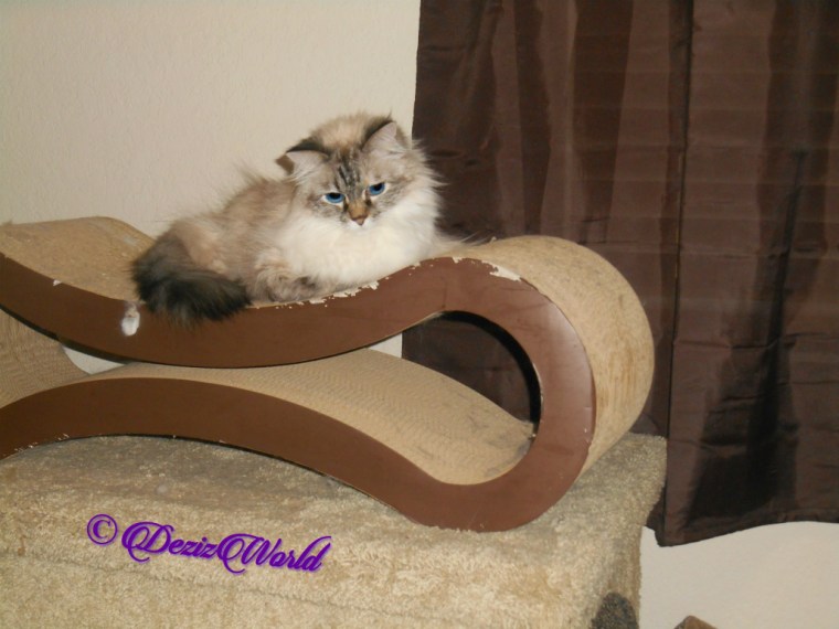 Dezi lays cutely on scratcher