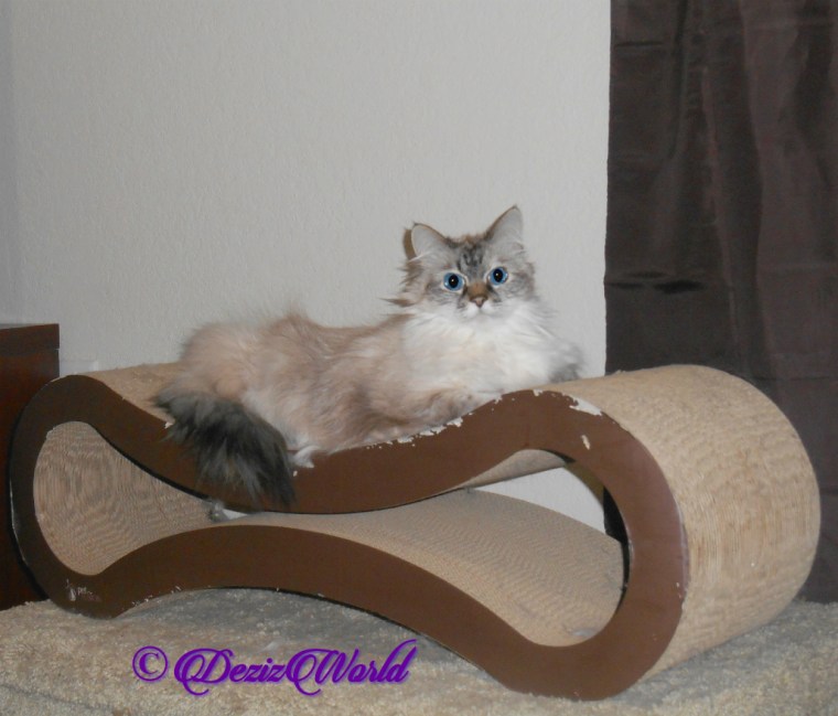 Dezi lays on scratcher, selfie