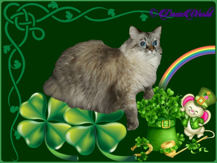 Dezi in St. Pat's Day frame