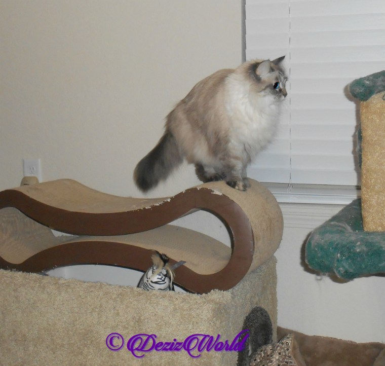 Dezi stands on scratcher preparing to jump
