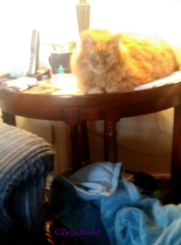 Jubal laying on table