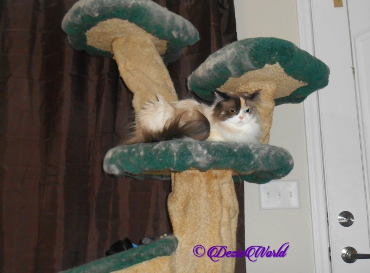Raena lays on cat tree, selfie