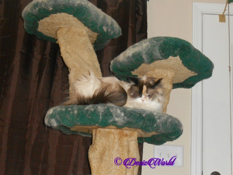 Raena lays on cat tree, selfie