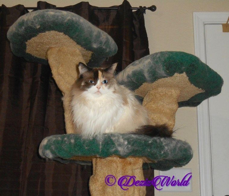 Raena lays on cat tree, selfie