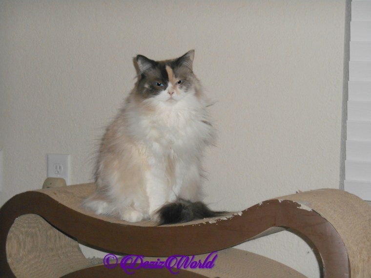 Raena sits pretty on scratcher