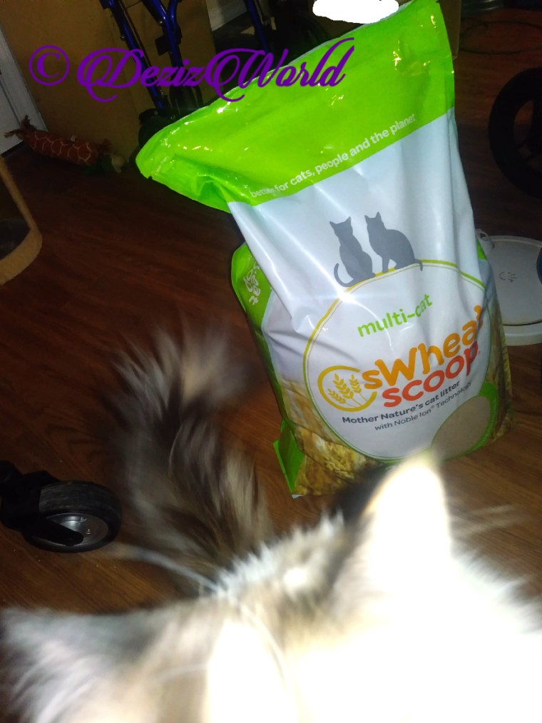 sWheatScoop litter and Raena's ears