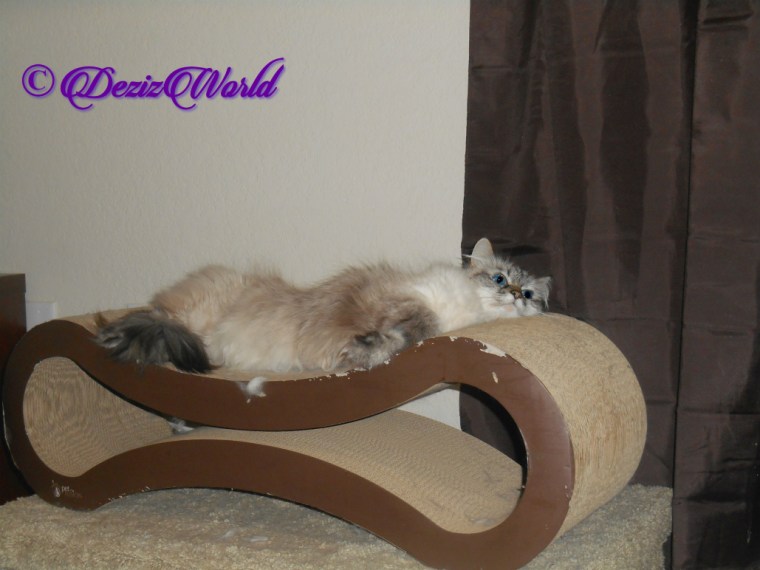 Dezi lays on scratcher