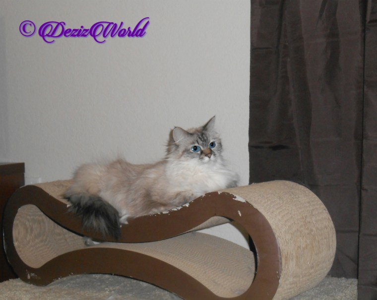Dezi lays on cat scratcher, selfie