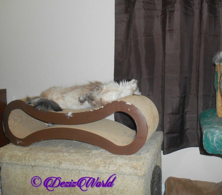 Dezi looks up while laying on cat scratcher