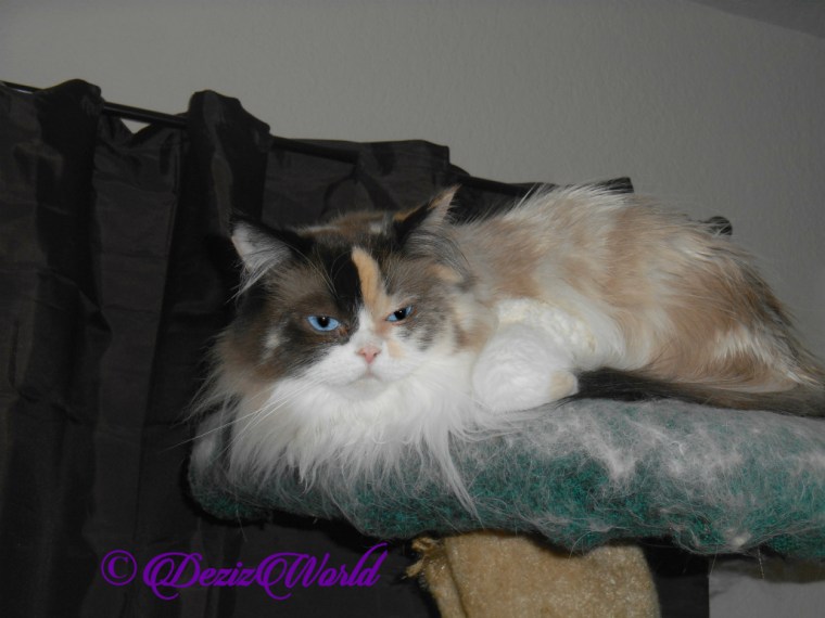 Raena selfie laying atop cat tree