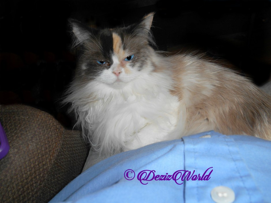 Raena lays on lap, selfie