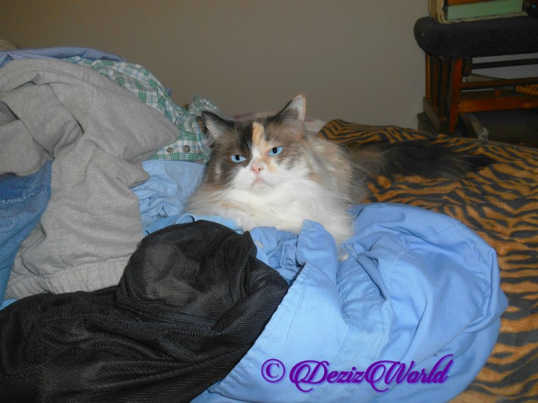 Raena lays in laundry on bed