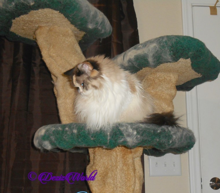 Raena looks down from cat tree