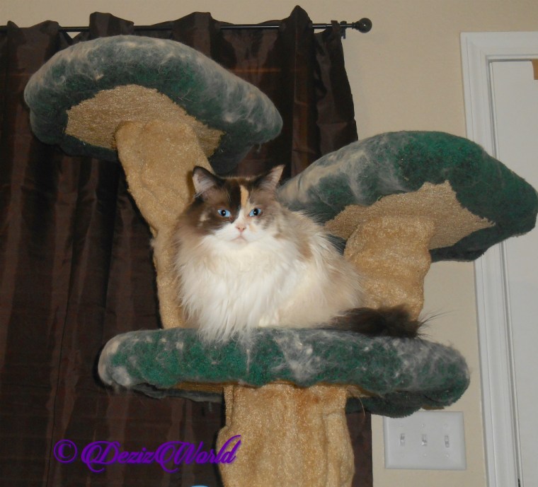 Raena sits meatloaf style on cat tree, selfie