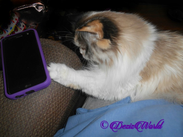 Raena taps at phone while laying in lap