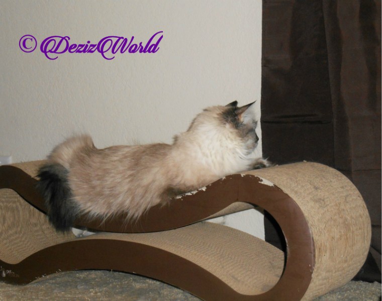 Dezi looks out window from scratcher